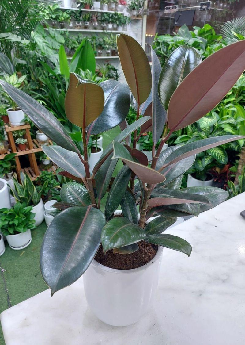 Lush Rubber Plant - Ficus Elastica for Sale - Image 3
