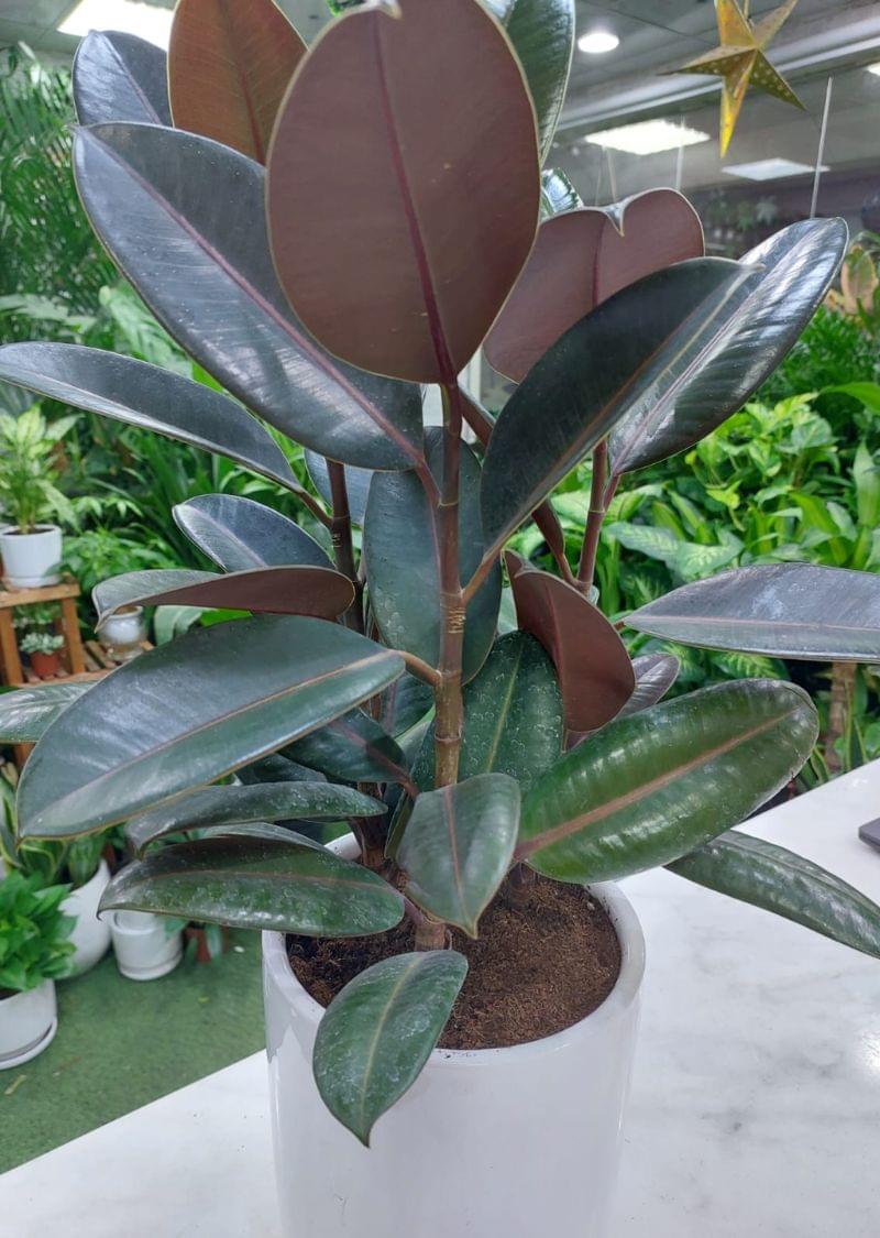Lush Rubber Plant - Ficus Elastica for Sale - Image 2