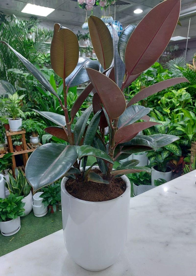 Indoor Rubber Plant with lush green leaves