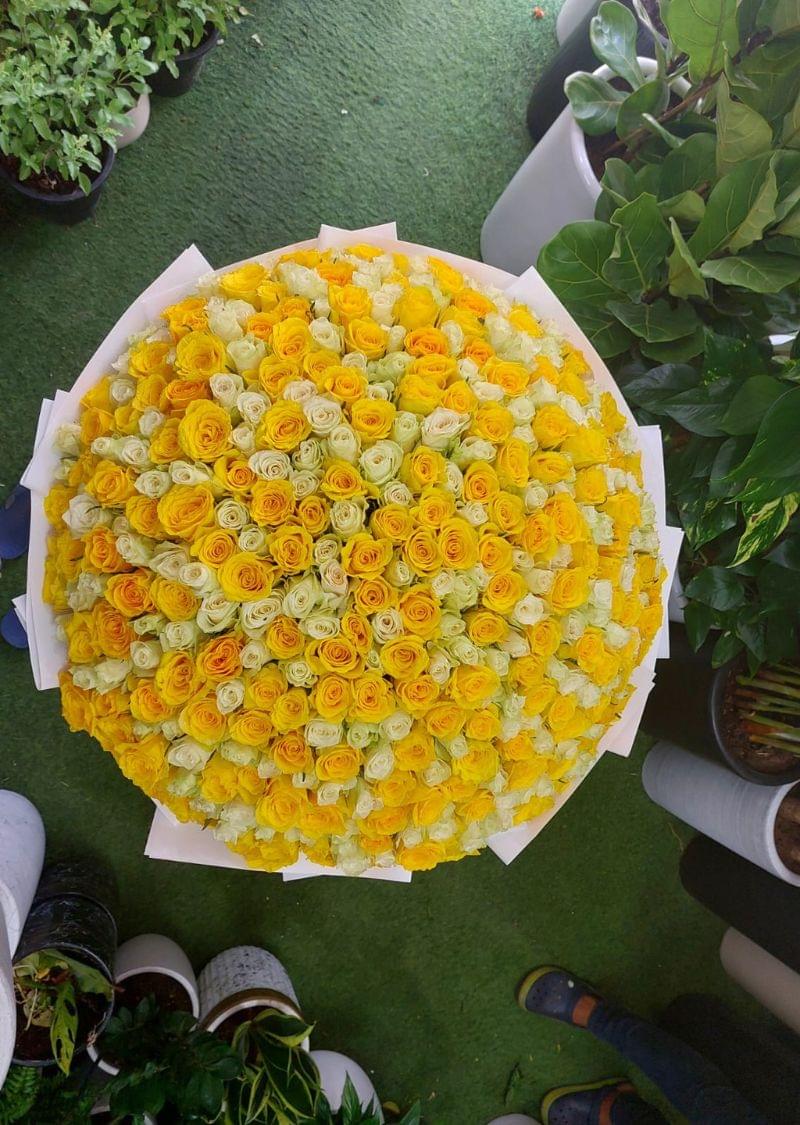Stunning Yellow and White Roses Bouquet - 101 Roses - Image 2