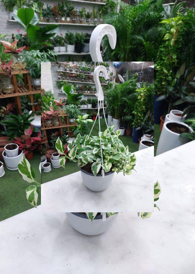N Joy Pothos Hanging Plant - Stylish Variegated Indoor Greenery - Image 2