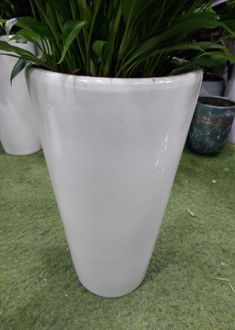 Buy Peace Lily Plant (Spathiphyllum) – Beautiful Indoor Air Purifier - Image 2