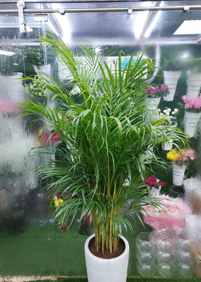 Lush Indoor Greenery for Home & Office - Areca Palm Plant for Sale in Dubai - Image 3