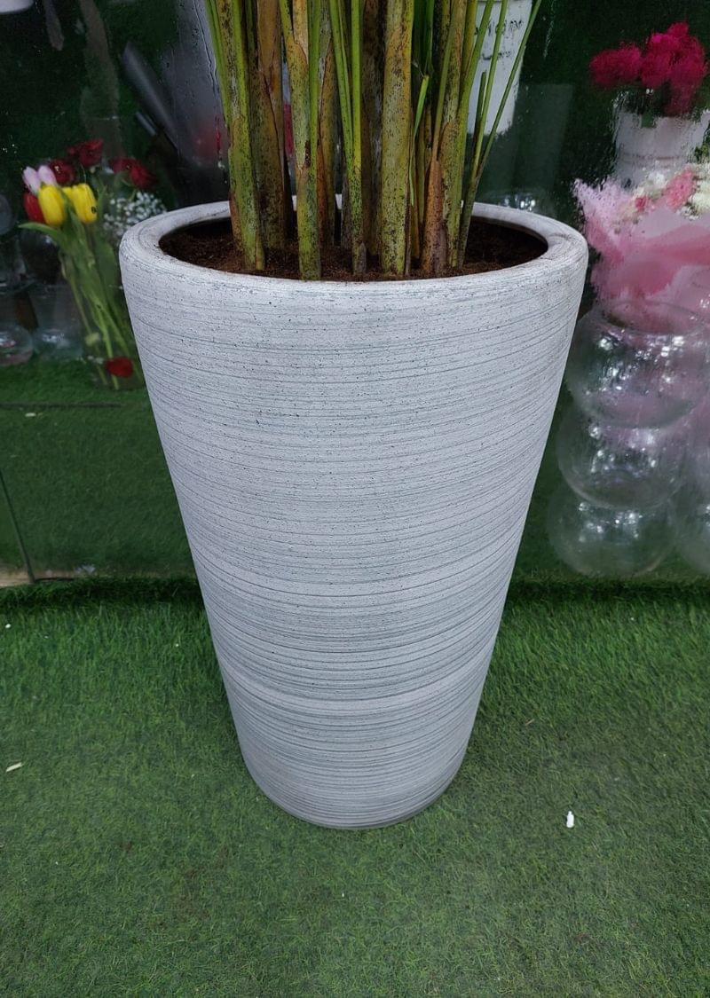 Lush Indoor Greenery for Home & Office - Areca Palm Plant for Sale in Dubai - Image 4
