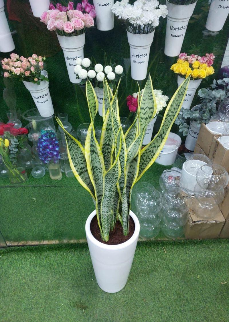 Sansevieria Snake Plant in White Planter - Air Purifying Indoor Plant for Homes & Offices - Image 3