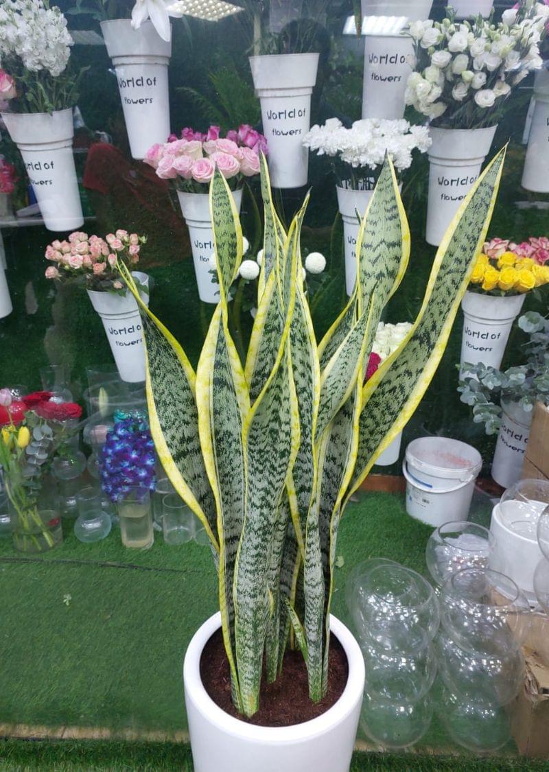 Sansevieria Snake Plant in White Planter - Air Purifying Indoor Plant for Homes & Offices - Image 4