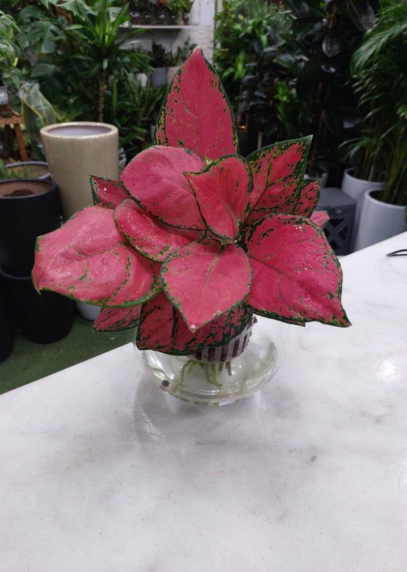 Hydroponic Pink-Red Aglaonema Plant - Image 2