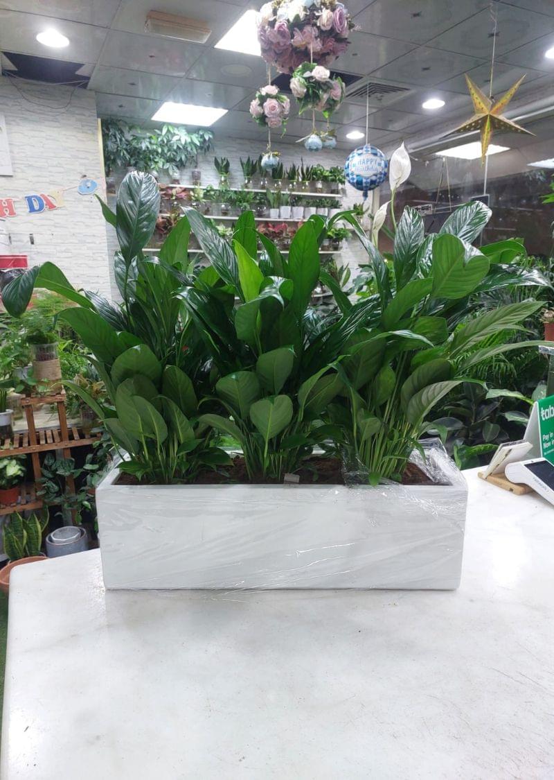 Peace Lily Plants in White Fiber clay Rectangular Planter | Indoor Greenery - Image 2