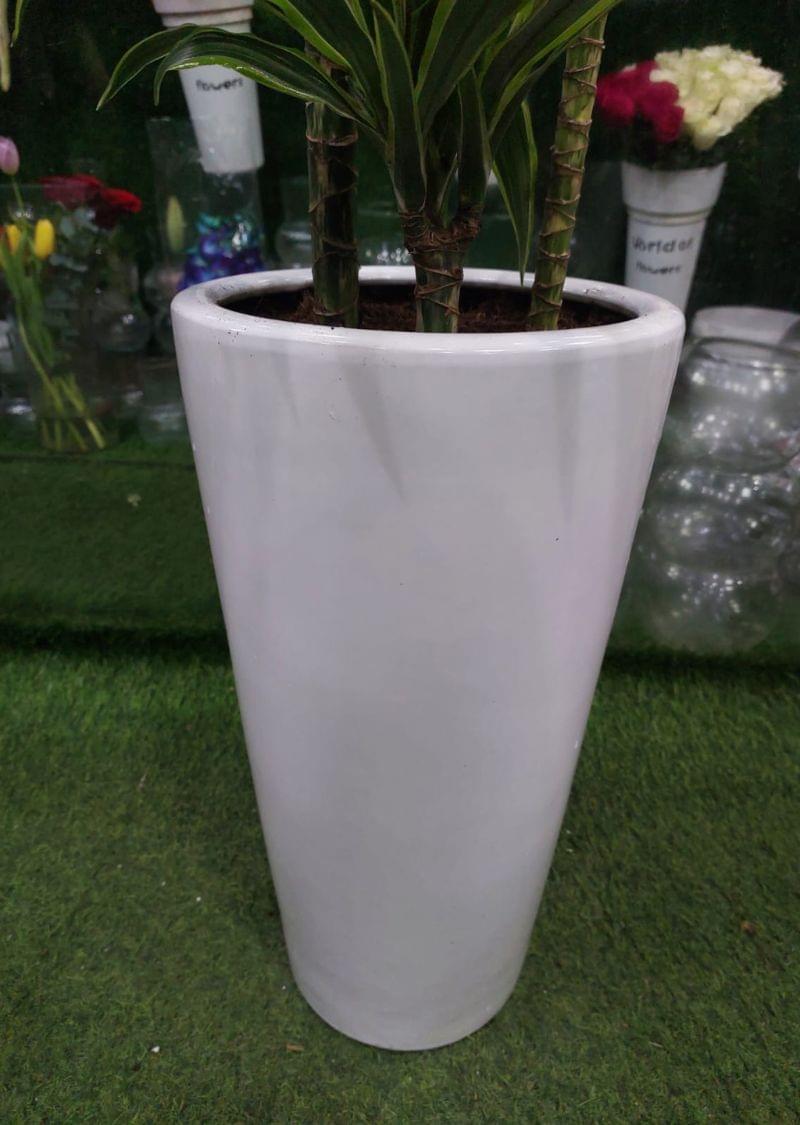 Dracaena Lemon Lime Plant in a sleek white planter, perfect for indoor spaces