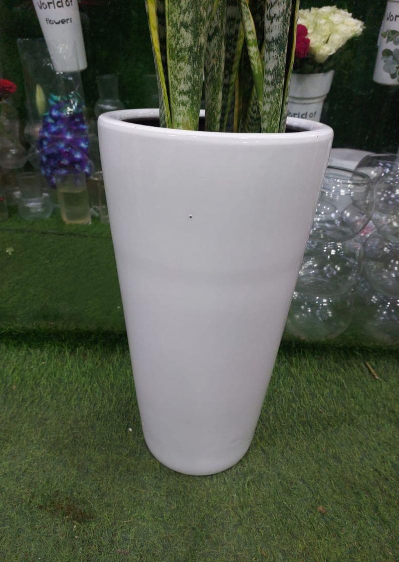 Sansevieria Snake Plant in White Planter - Air Purifying Indoor Plant for Homes & Offices - Image 5