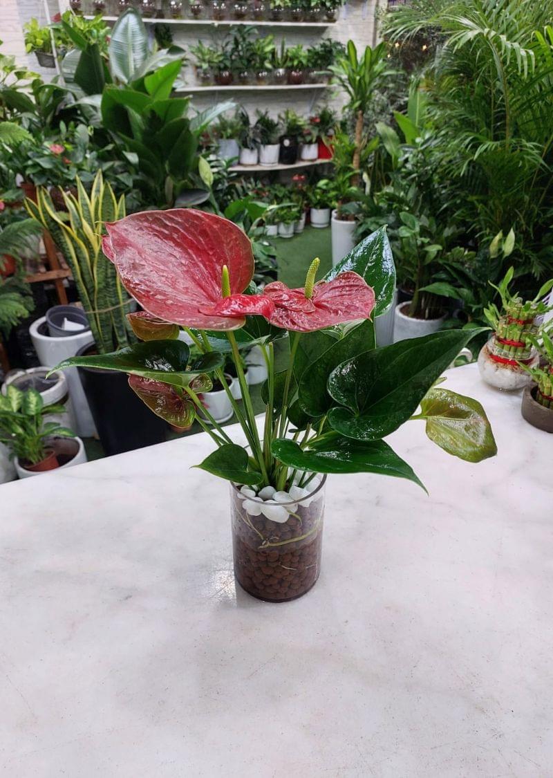 Hydroponic Anthurium Plant – Dubai Indoor Plants - Image 2