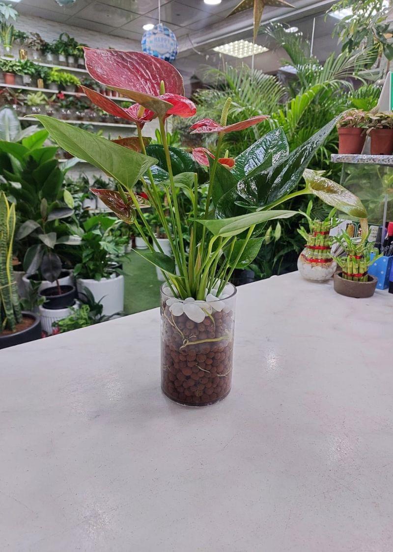 Hydroponic Anthurium Plant – Dubai Indoor Plants - Image 3