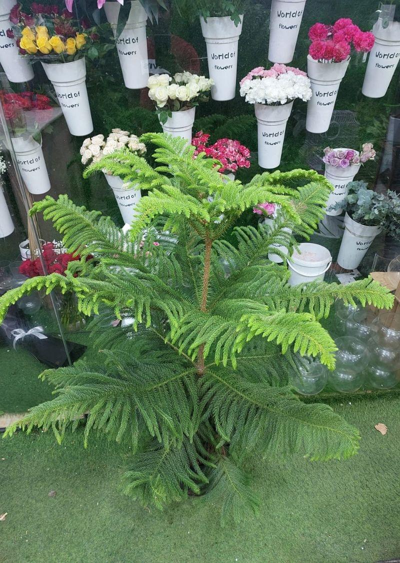This image features a Norfolk Island Pine Plant in a black pot, ideal for indoor spaces. The plant is displayed in a Dubai flower shop alongside colorful flower arrangements. A great choice for home decor and gifts.