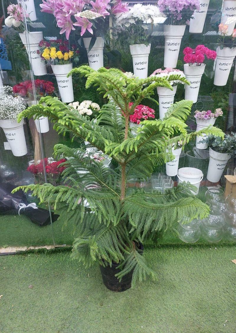 This plant is not only visually stunning but also a versatile choice for anyone looking to add a touch of greenery to their interiors. Its soft needles and natural symmetry make it a favorite for plant enthusiasts in Dubai.
