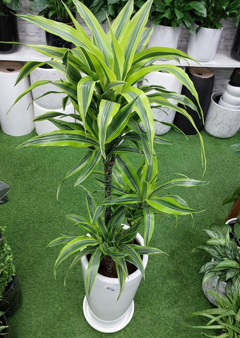 Dracaena Lemon Lime Plant – Vibrant Indoor Plant for Dubai Homes & Offices - Image 2