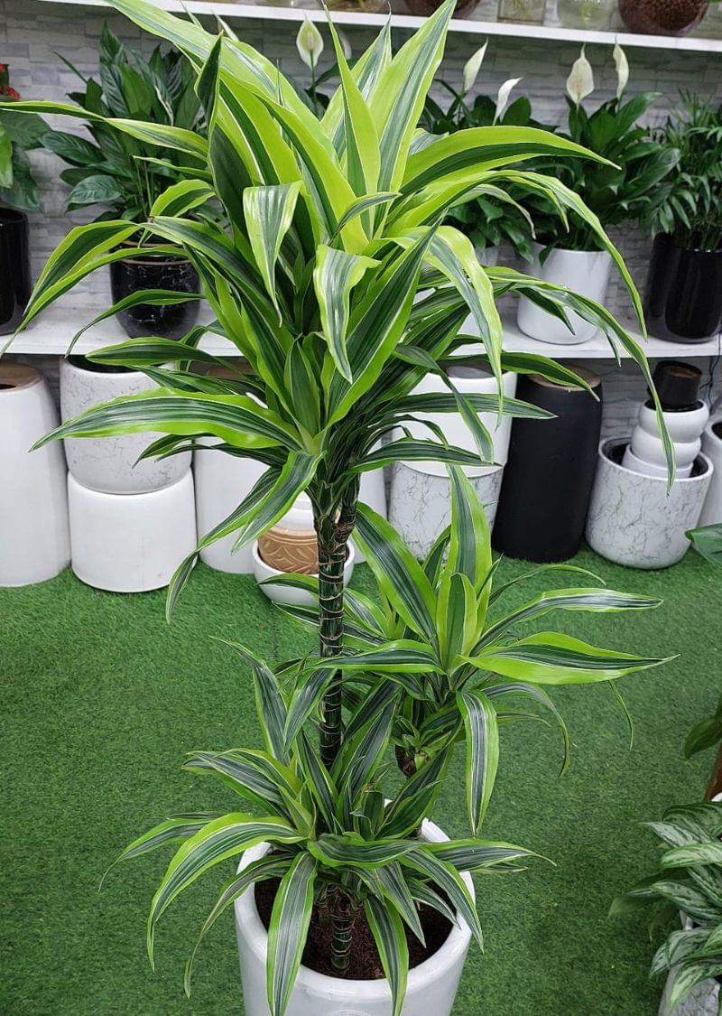 Dracaena Lemon Lime plant in a white ceramic pot, ideal for indoor decoration in Dubai homes and offices.