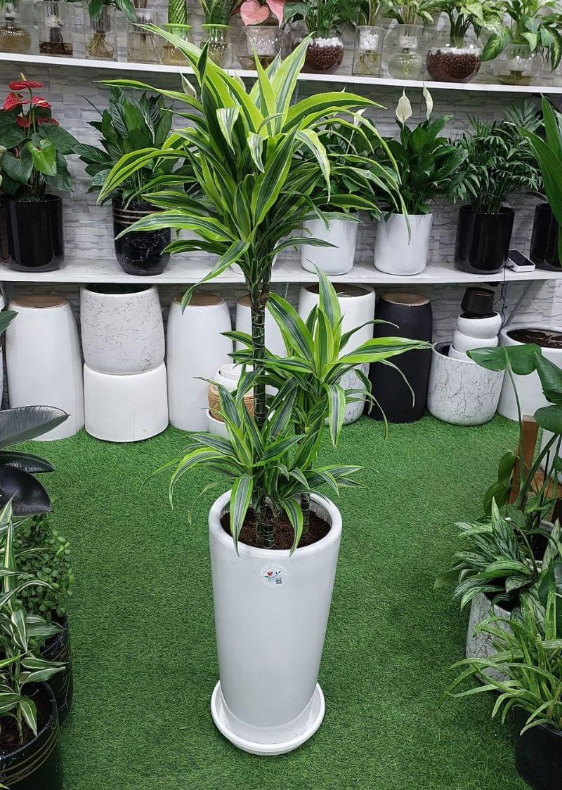 Dracaena Lemon Lime plant in a white ceramic pot, ideal for indoor decoration in Dubai homes and offices.