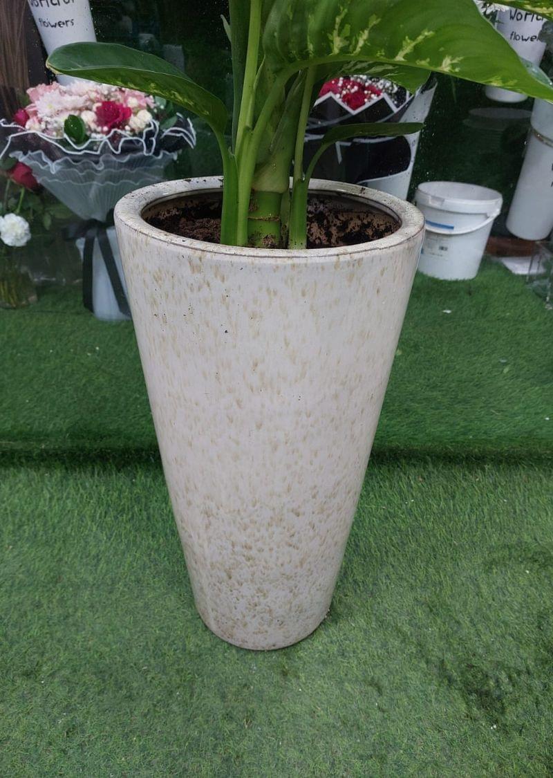 Dieffenbachia Plant Dubai in Tall White Pot