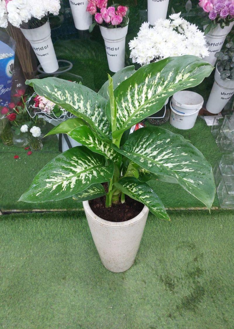 Dieffenbachia plant in Dubai – air-purifying indoor plant for home and office decor.