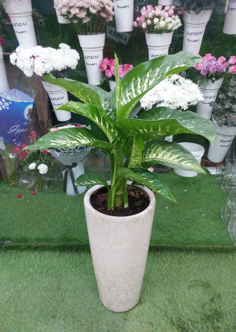 Dieffenbachia Plant Dubai in Tall White Pot
