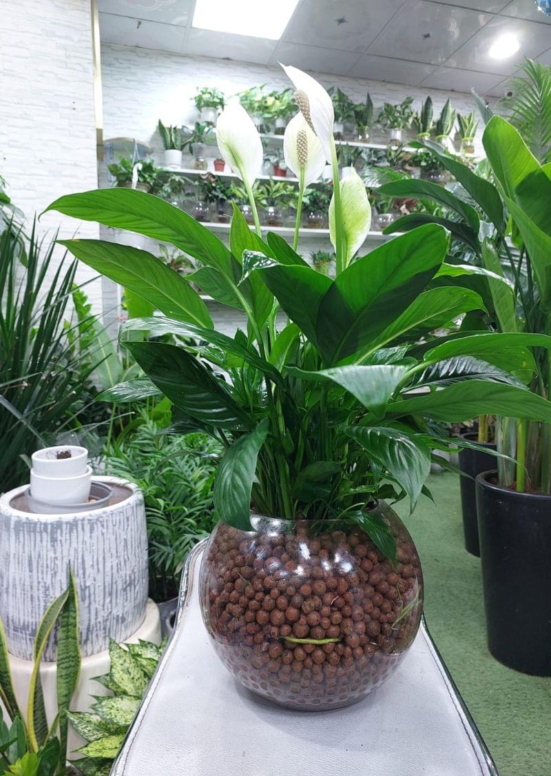 Hydroponic Peace Lily Plant in round glass vase with LECA balls, air-purifying indoor plant for home and office décor.