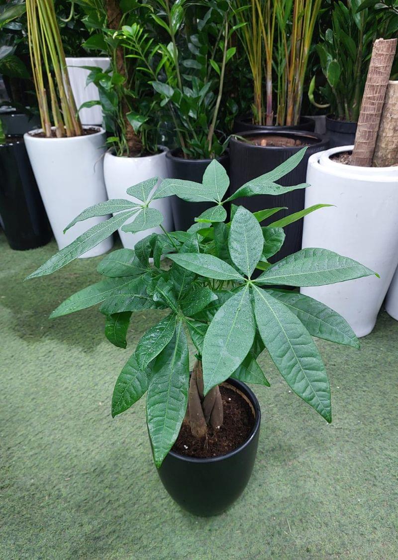 Braided Money Tree Plant in black pot for sale in Dubai indoor plant shop