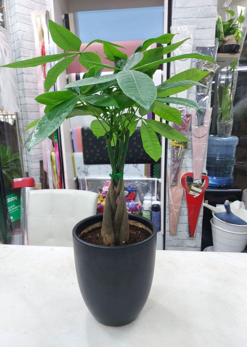 Braided Money Tree Plant in black pot for sale in Dubai indoor plant shop