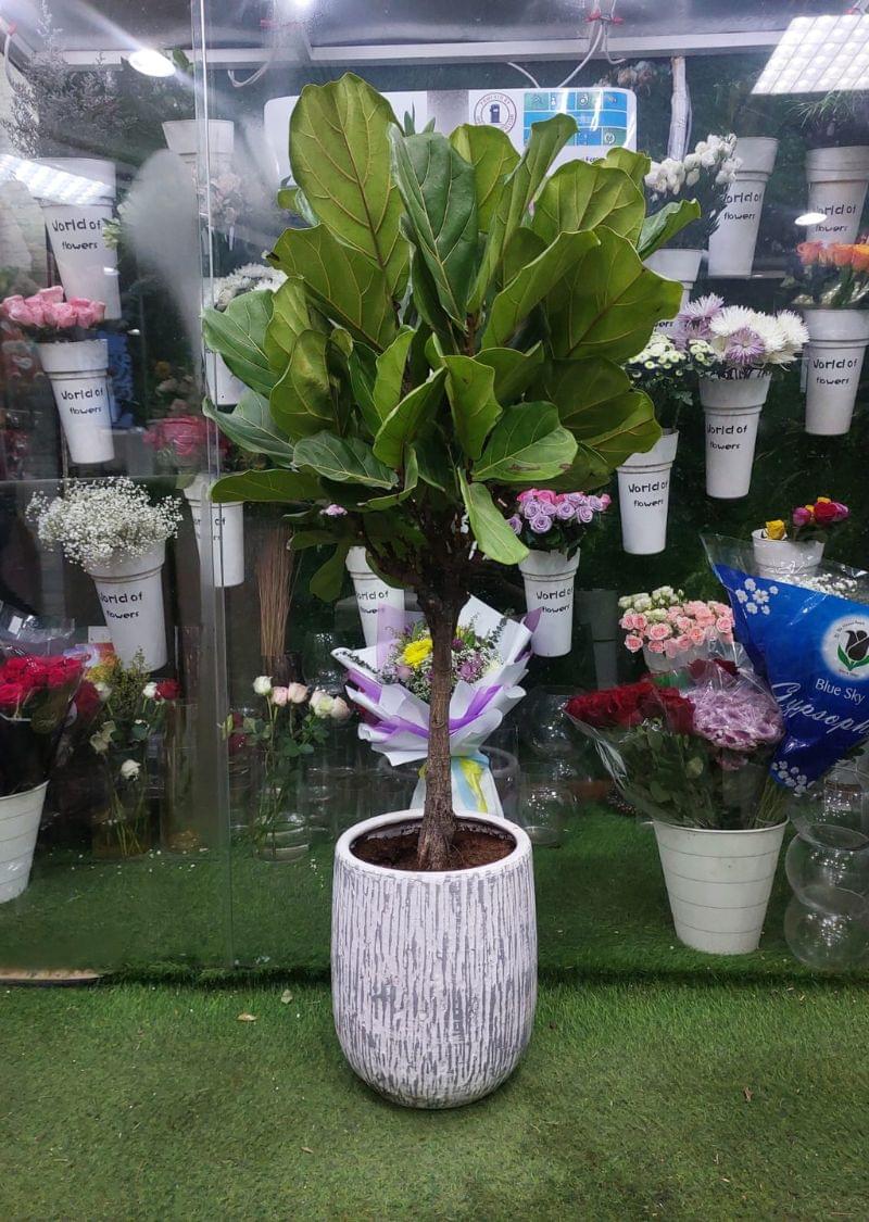 Fiddle Leaf Fig (Ficus lyrata) – Tall Indoor Plant in Textured Ceramic Pot - Image 2