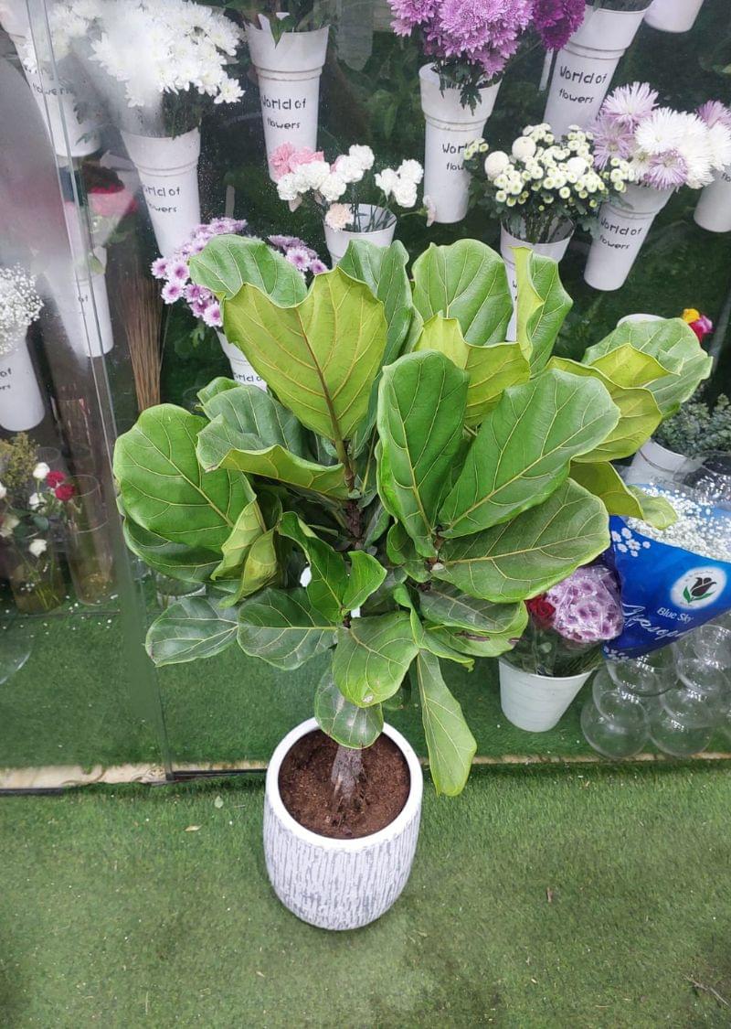 Fiddle leaf fig indoor plant with broad green leaves in a textured white ceramic pot placed inside a flower shop
