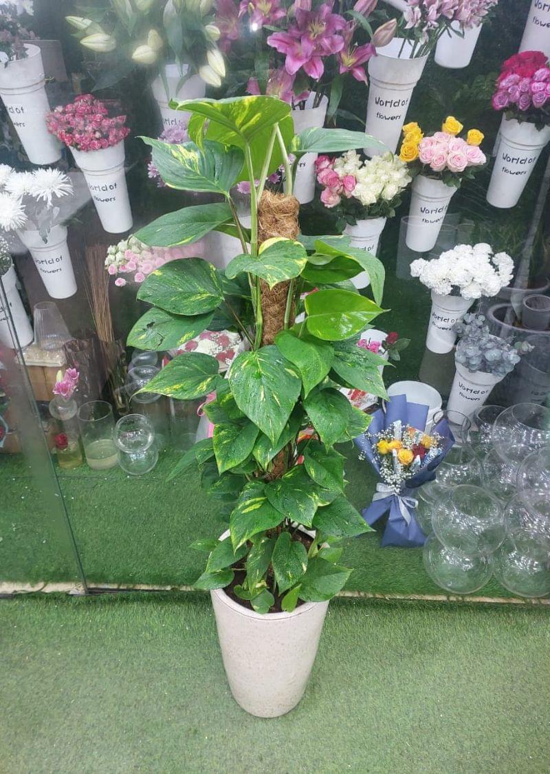 Enhance your indoor space with the lush greenery of a Golden Pothos (Epipremnum aureum) expertly trained to climb a natural moss pole. This fast-growing and hardy indoor plant features vibrant green heart-shaped leaves with golden variegation, making it both beautiful and beneficial. Ideal for homes, offices, or commercial spaces, this low-maintenance houseplant thrives in low to medium indirect light. It's a powerful air purifier, known for removing toxins and boosting oxygen levels indoors.