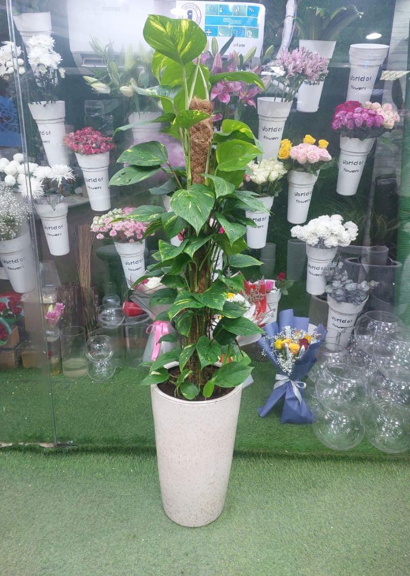 160cm tall Money Plant climbing on moss pole in decorative pot – large indoor air-purifying plant for office and home decor