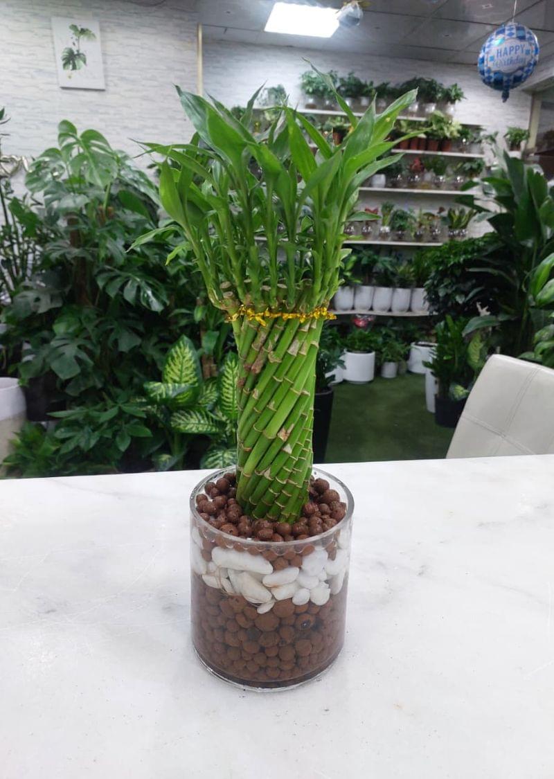 Spiral Lucky Bamboo in Glass Vase – Perfect Gift Plant for Home & Office - Image 2