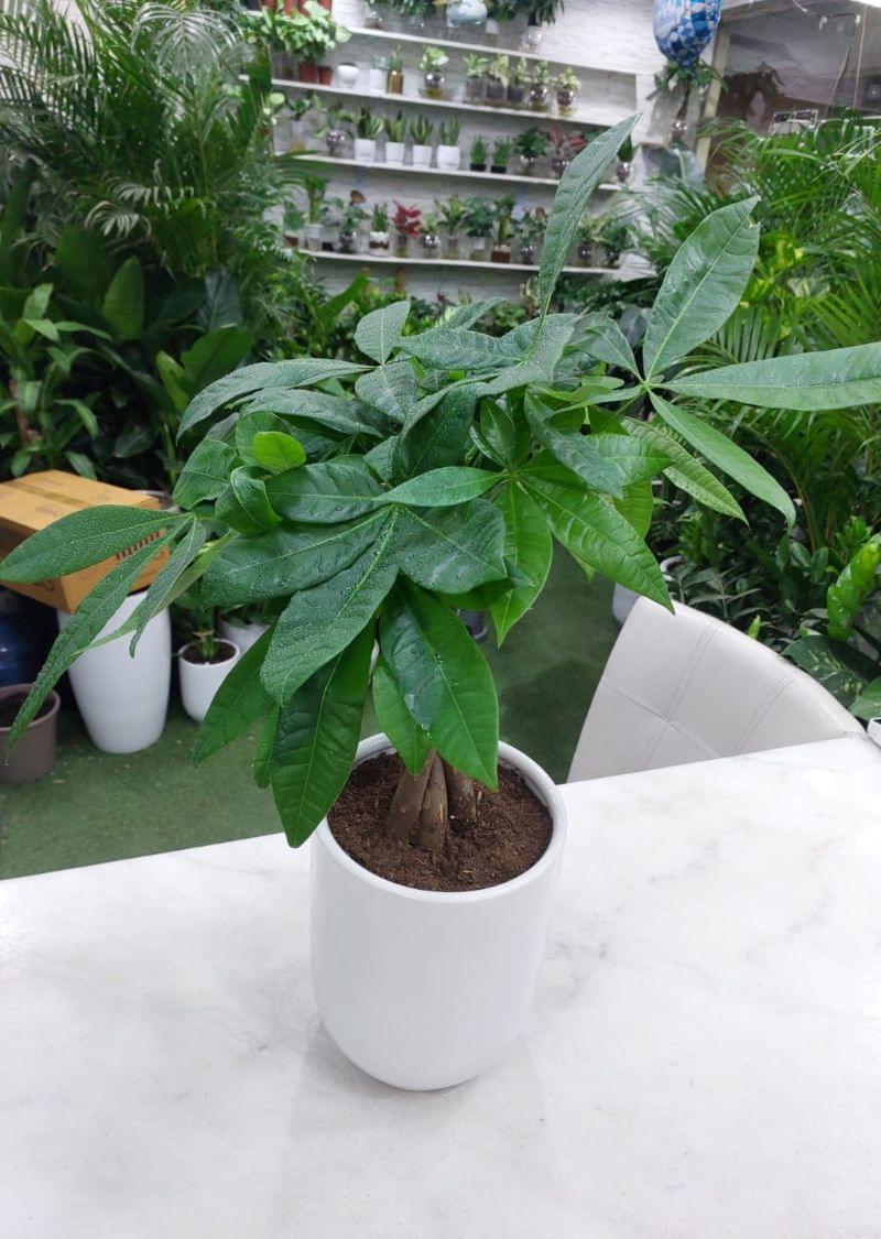 Braided Money Tree plant in white pot for indoor use in Dubai.