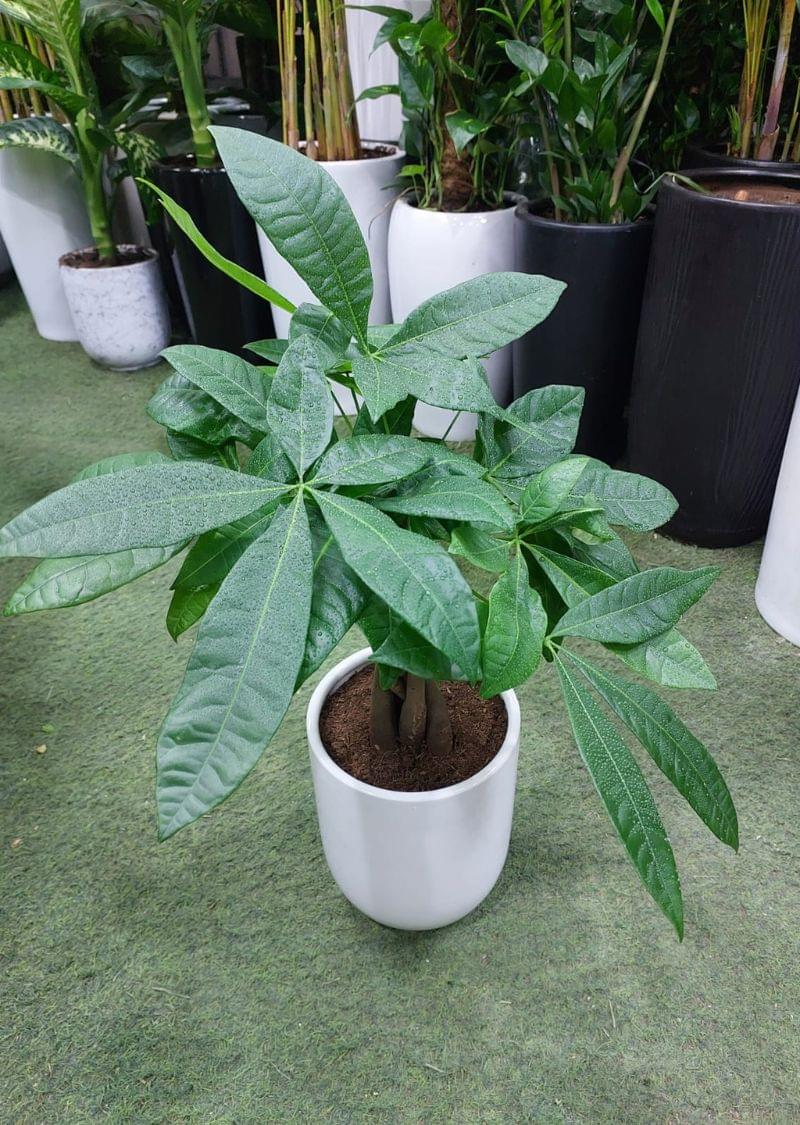 Braided Money Tree plant in white pot for indoor use in Dubai