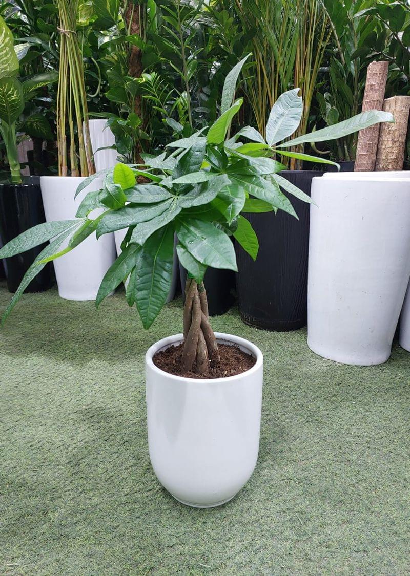 Braided Money Tree plant in white pot for indoor use in Dubai