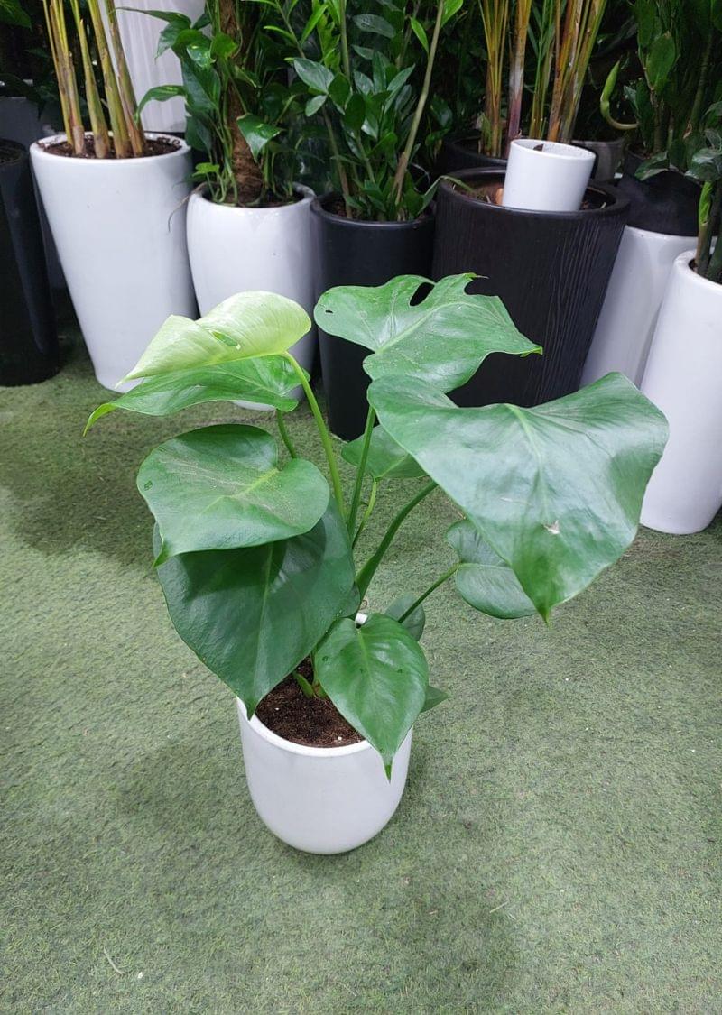 Lush Monstera Deliciosa indoor plant in a white ceramic pot, perfect for modern home and office décor in Dubai.