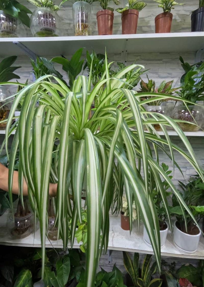Spider Plant in Soil Pot – Best Indoor Air Purifying Plant in UAE for Home and Office