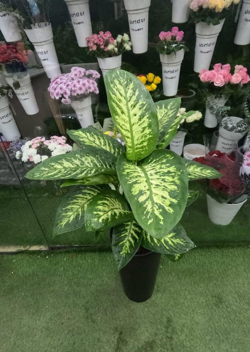 Dieffenbachia Potted Plant – Elegant Indoor Greenery for Home & Office UAE - Image 2