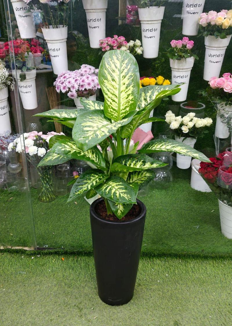 Dieffenbachia potted plant – indoor green plant for home and office UAE.