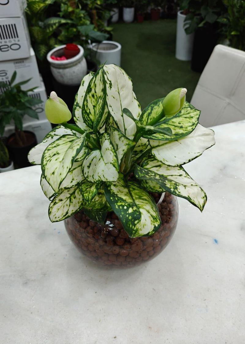 Hydroponic Aglaonema plant in a transparent glass bowl with clay pebbles – water-grown indoor plant UAE