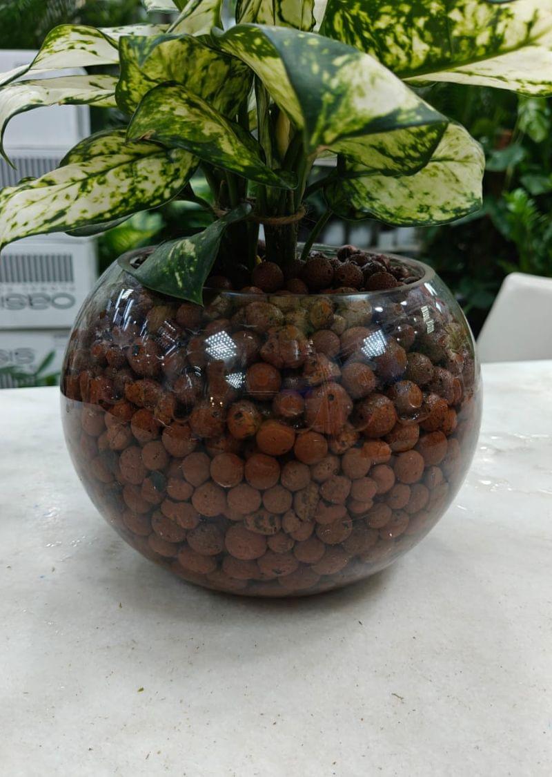 Hydroponic Aglaonema plant in a transparent glass bowl with clay pebbles – water-grown indoor plant UAE