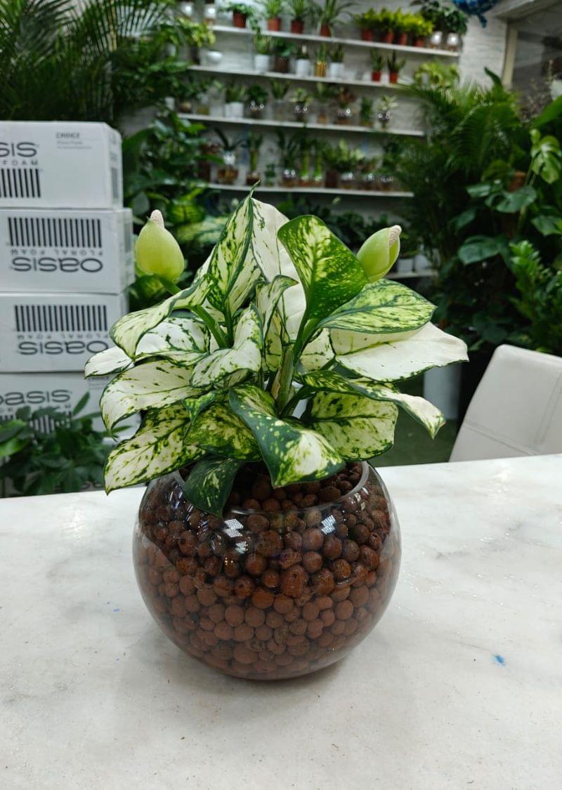 Hydroponic Aglaonema plant in a round glass bowl with clay pebbles – water-grown indoor plant UAE