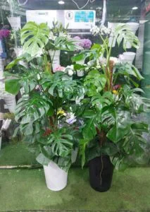 Monstera Deliciosa indoor plant in decorative pot at a flower and plant shop in Sharjah, UAE – best large green plant for home or office