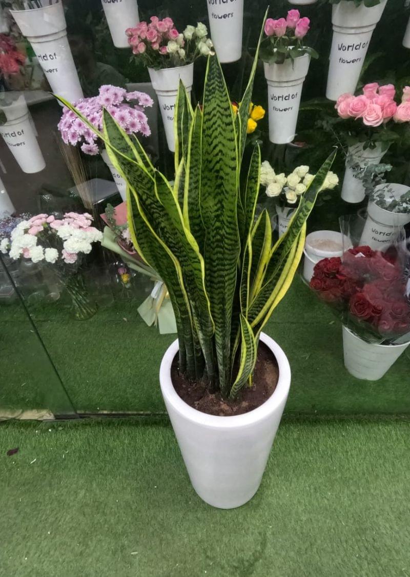 Snake plant – low maintenance indoor air purifying plant in pot UAE