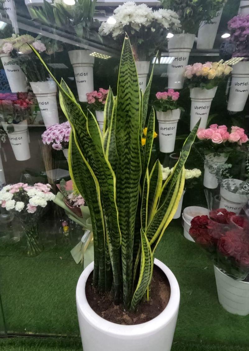 Snake plant in pot – low maintenance indoor air purifying plant for home and office UAE