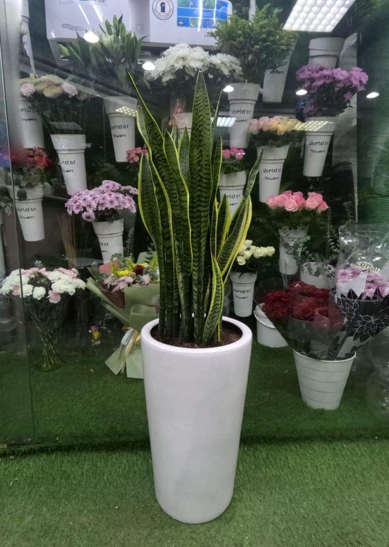 Snake Plant – Best Air Cleaning Indoor Plant for UAE Homes.
