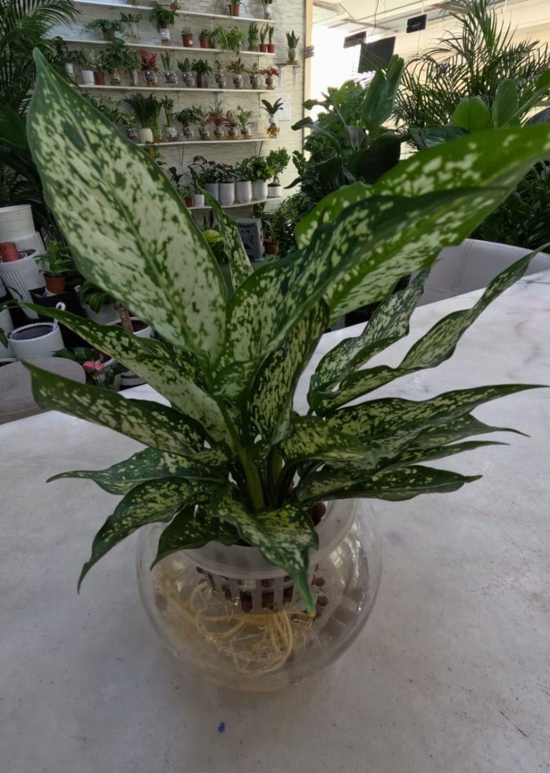 Water Aglaonema Green Plant in Glass Bowl – Hydroponic Indoor Plant Dubai