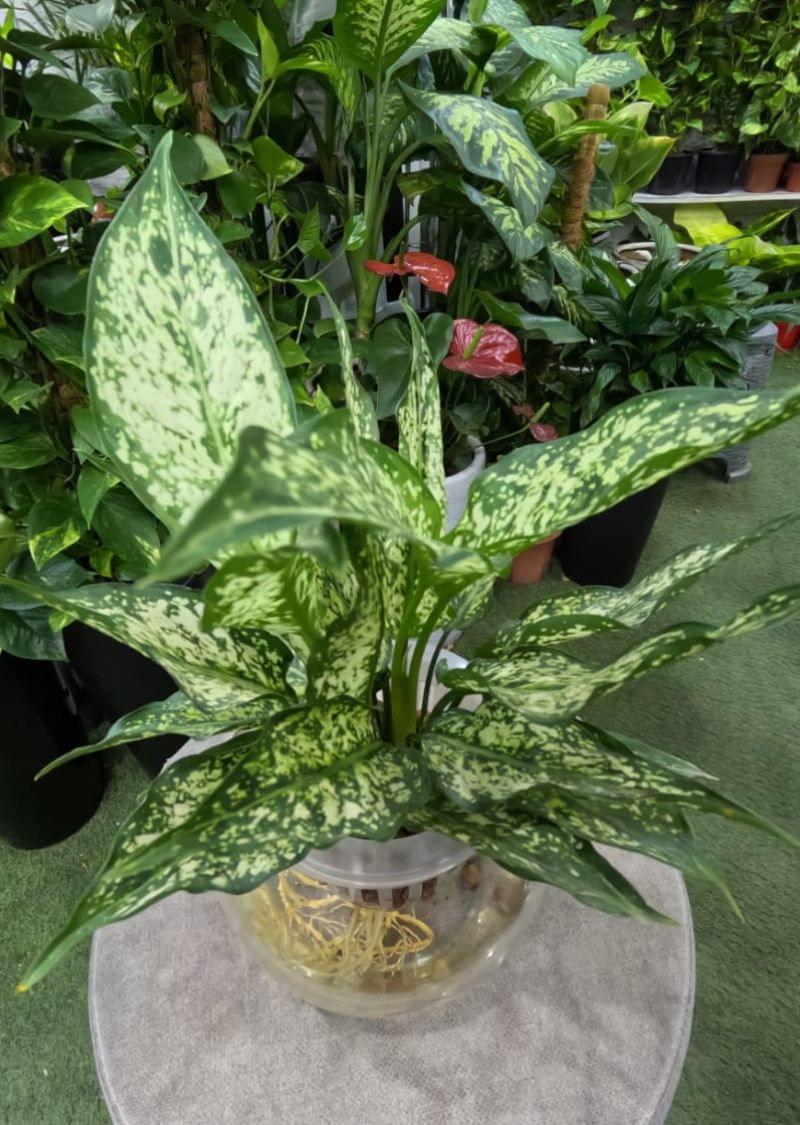 Green Aglaonema Water Plant in Glass Bowl – Hydroponic Indoor Plant Dubai