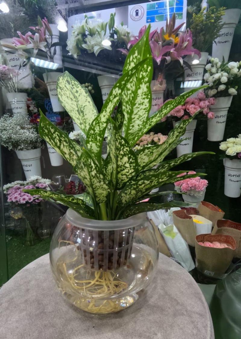 Green Aglaonema Water Plant in Glass Bowl -Hydroponic Indoor Plant Dubai