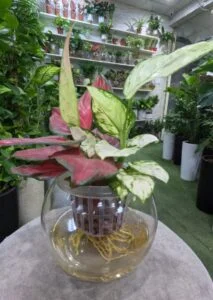 Colourful Aglaonema plant with pink and green leaves in a hydroponic glass bowl, perfect indoor plant for homes and offices in Dubai